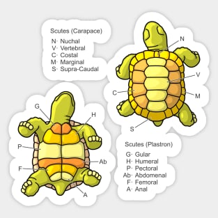 Scutes of the Tortoise Shell Diagram Sticker